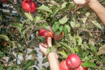 como podar la manzana