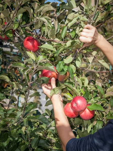 como podar la manzana