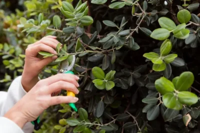 como podar la moringa