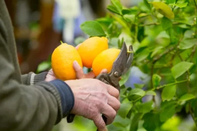 como podar mango