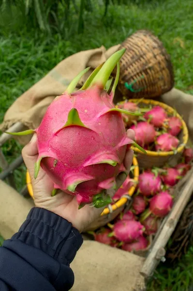 como podar pitahaya