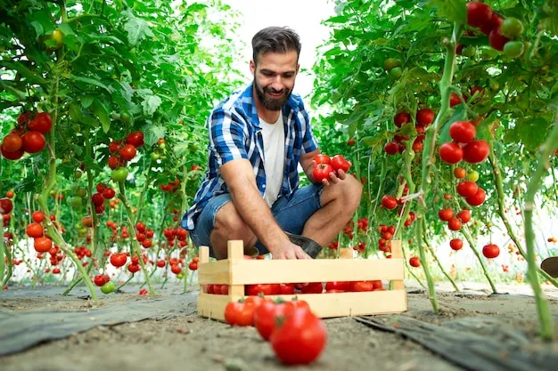 como podar tomates